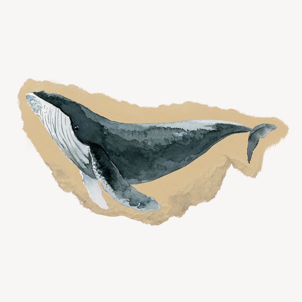 Watercolor whale sticker, ripped paper design psd