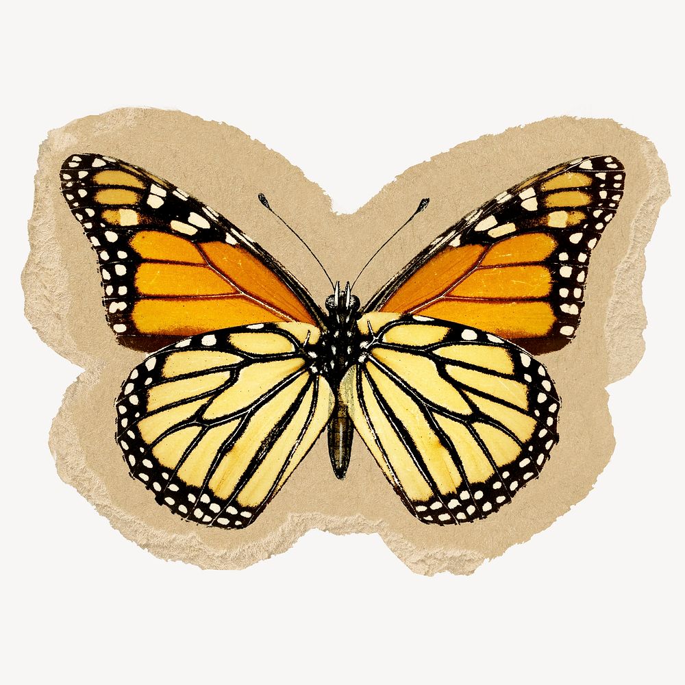 Monarch butterfly ripped paper isolated collage element