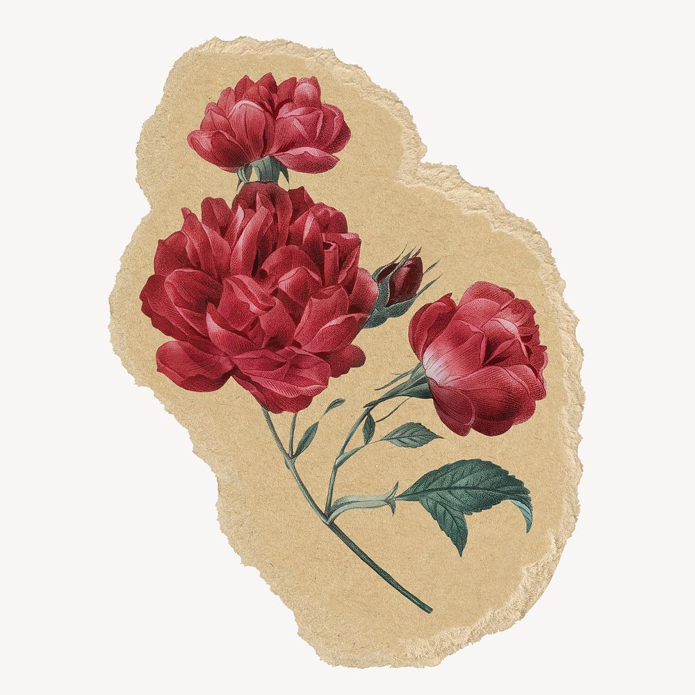French rose flower sticker, ripped paper design psd