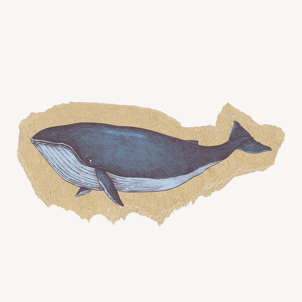 Blue whale sticker, ripped paper design psd
