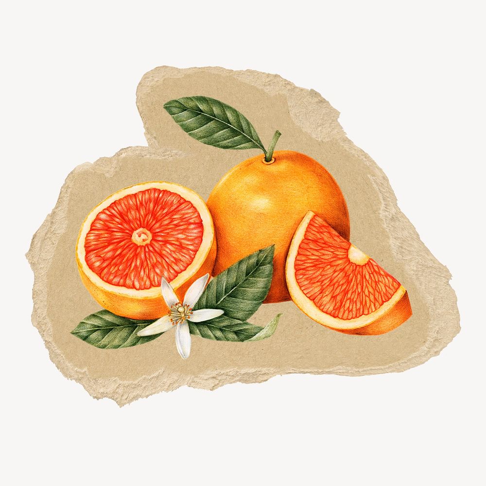 Grapefruit sticker, ripped paper design psd