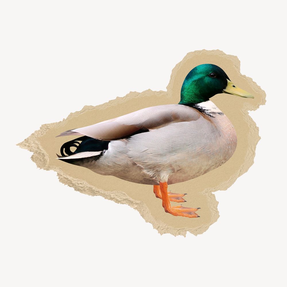 Mallard duck sticker, ripped paper design psd