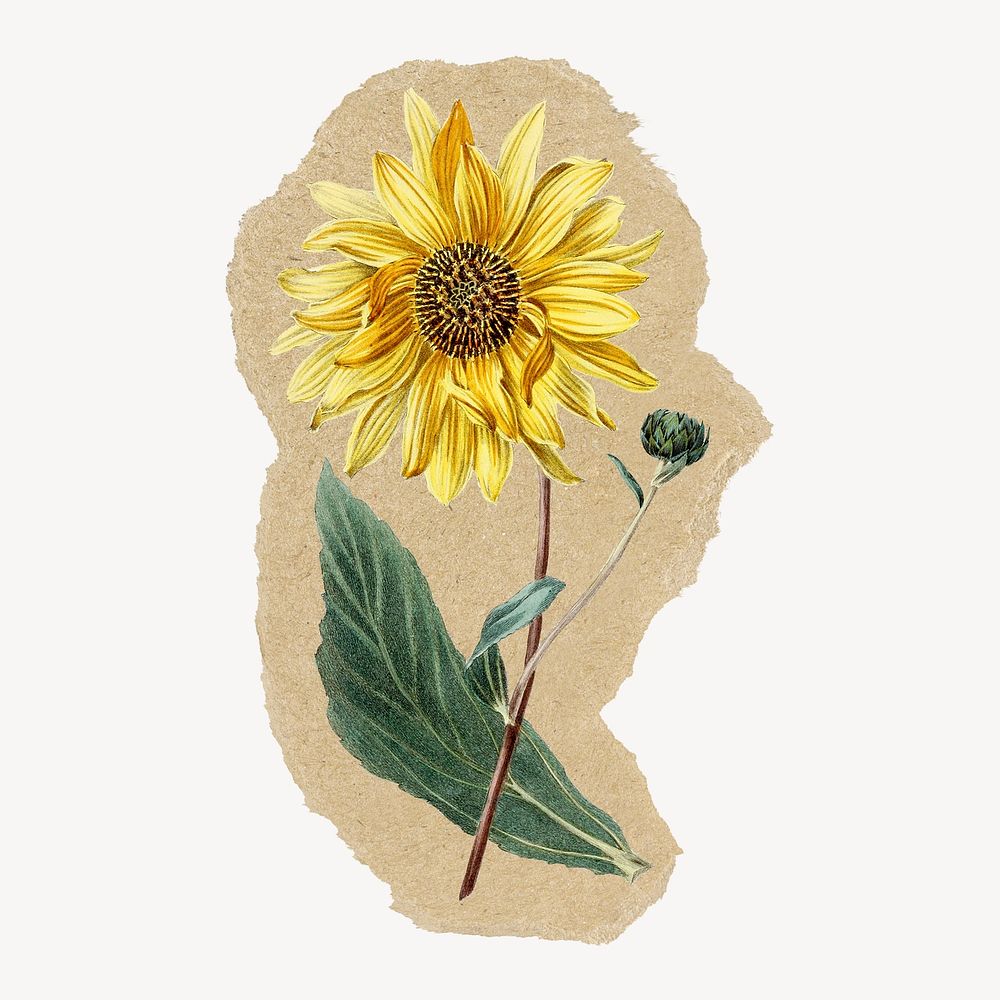 Sunflower ripped paper isolated collage element