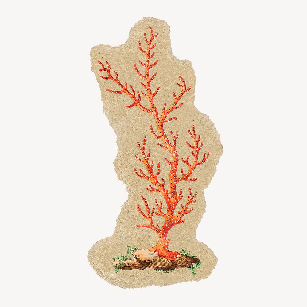 Sea coral ripped paper isolated collage element