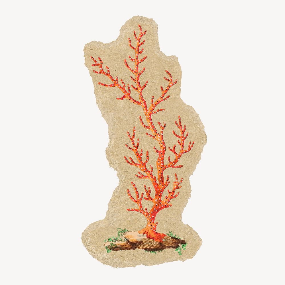 Sea coral sticker, ripped paper design psd