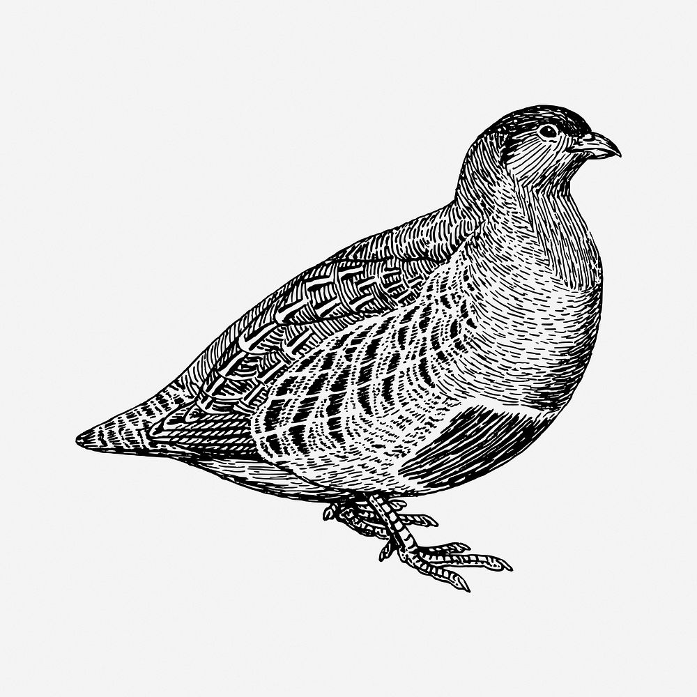 Partridge bird drawing, vintage animal illustration. Free public domain CC0 image.