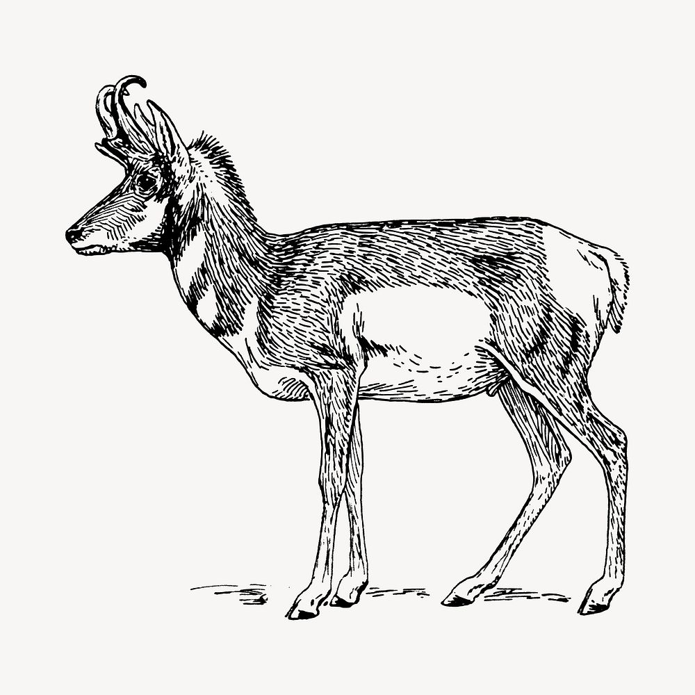 Pronghorn clipart, vintage animal illustration vector. Free public domain CC0 image.