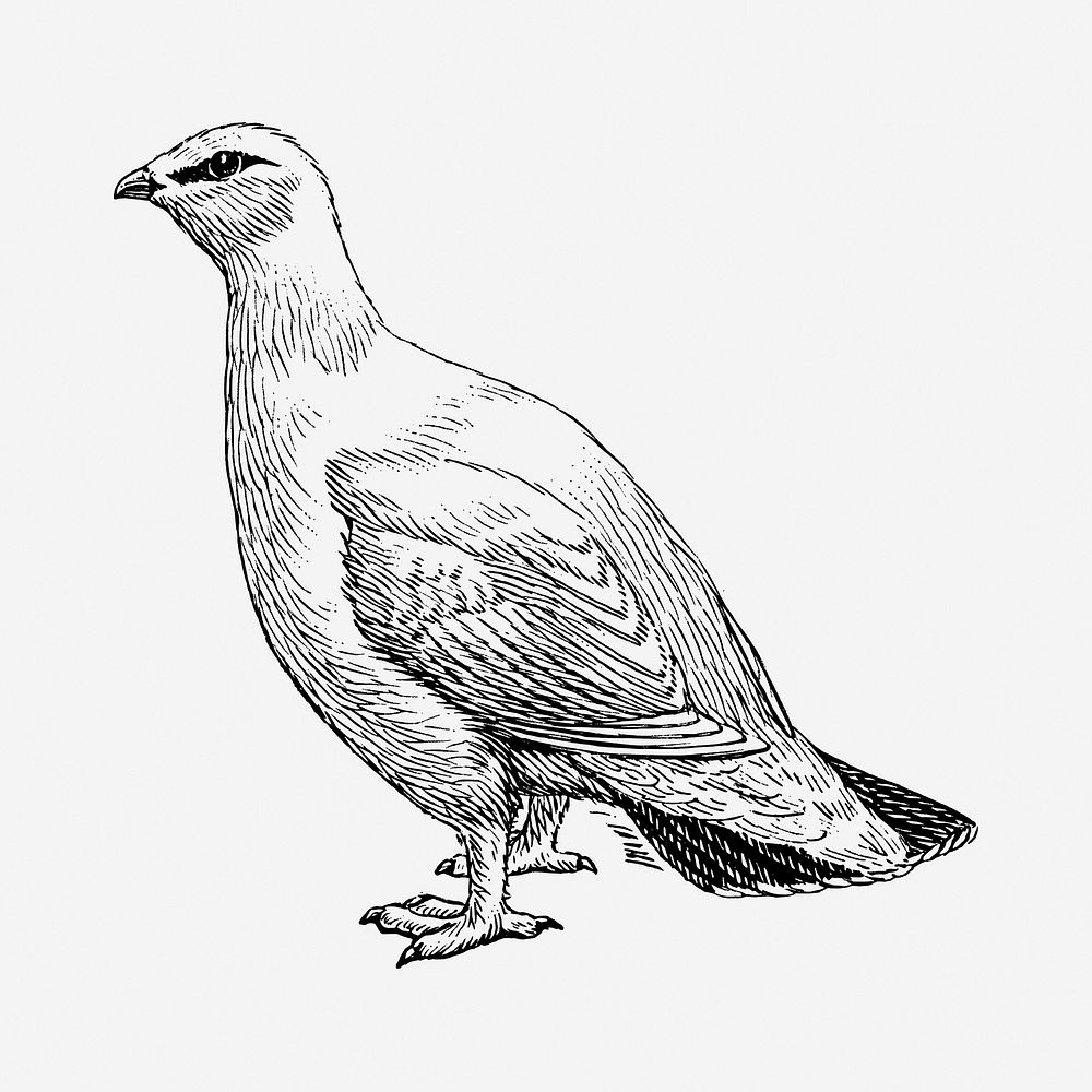 Rock ptarmigan bird drawing, vintage animal illustration. Free public domain CC0 image.