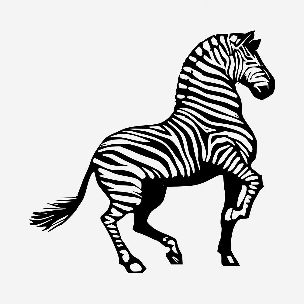 Zebra drawing, vintage animal illustration. Free public domain CC0 image.