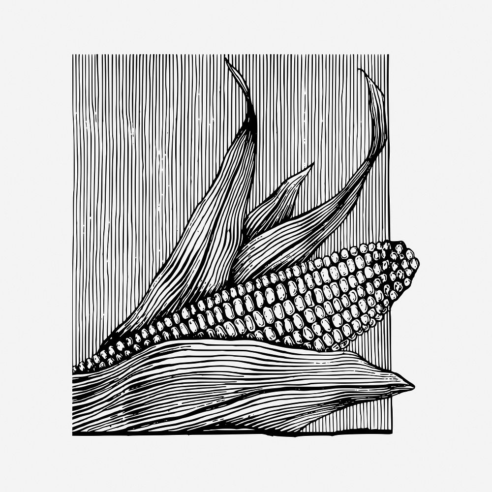 Corn drawing, vintage vegetable illustration. Free public domain CC0 image.