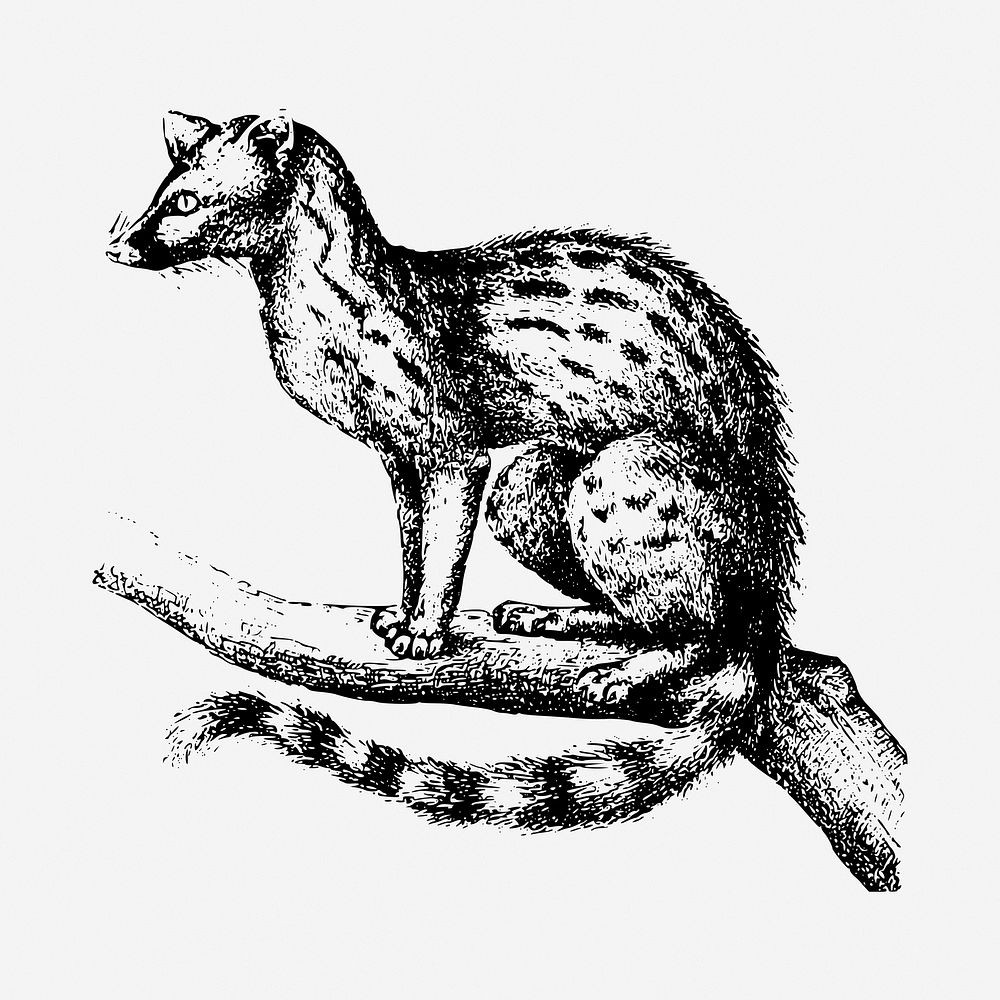 Genet drawing, vintage animal illustration. Free public domain CC0 image.
