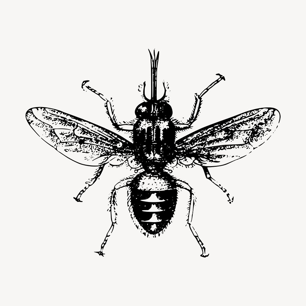 House fly clipart, vintage insect illustration vector. Free public domain CC0 image.
