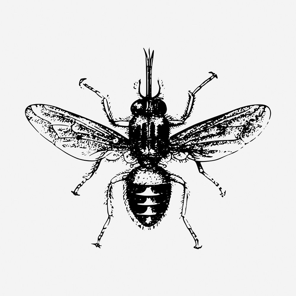 House fly drawing, vintage insect illustration. Free public domain CC0 image.