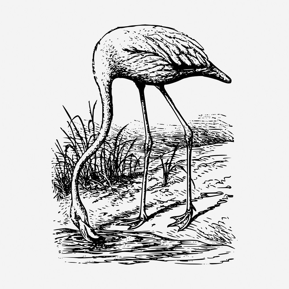 Flamingo bird drawing, vintage animal illustration. Free public domain CC0 image.