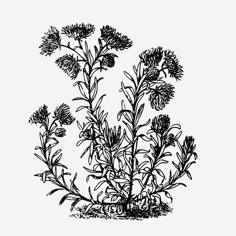 Curry plant drawing, vintage flower illustration. Free public domain CC0 image.