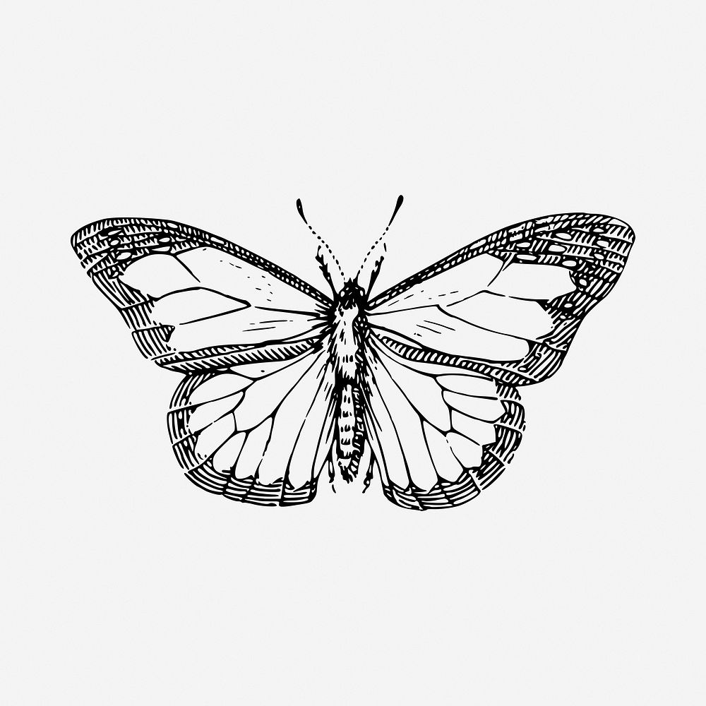 Butterfly  drawing, vintage illustration. Free public domain CC0 image.