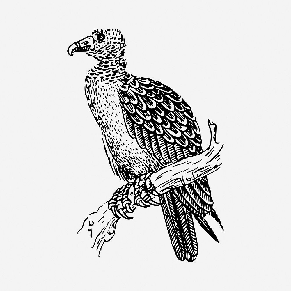 Vulture bird drawing, vintage illustration. Free public domain CC0 image.