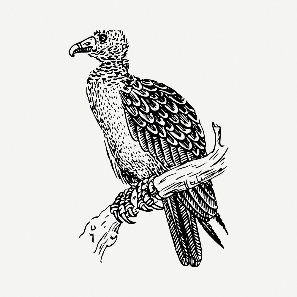 Vulture bird drawing, vintage illustration psd. Free public domain CC0 image.