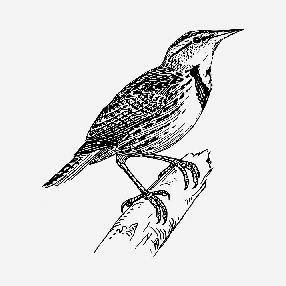 Bird drawing, vintage illustration. Free public domain CC0 image.