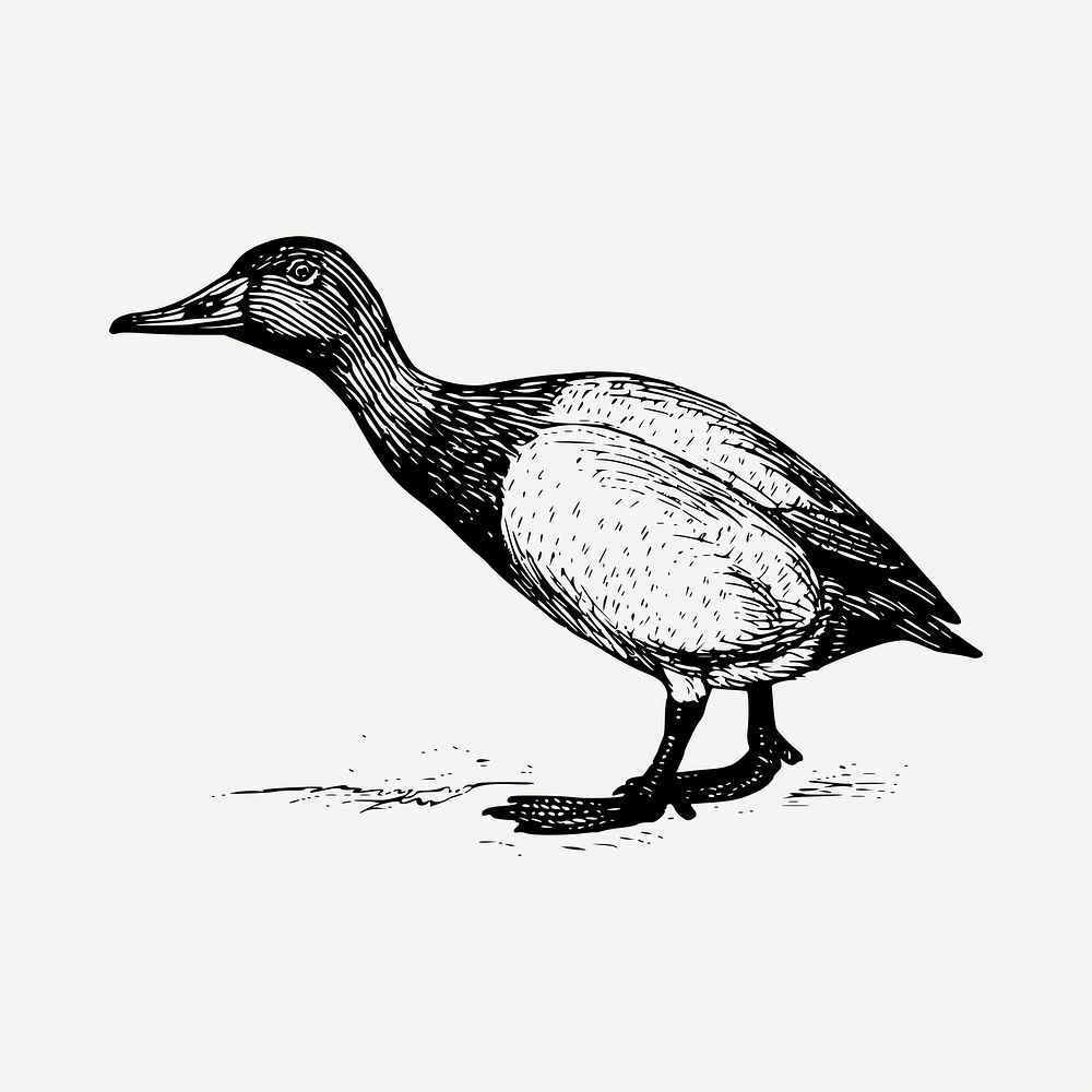 Gosling bird drawing, vintage illustration psd. Free public domain CC0 image.