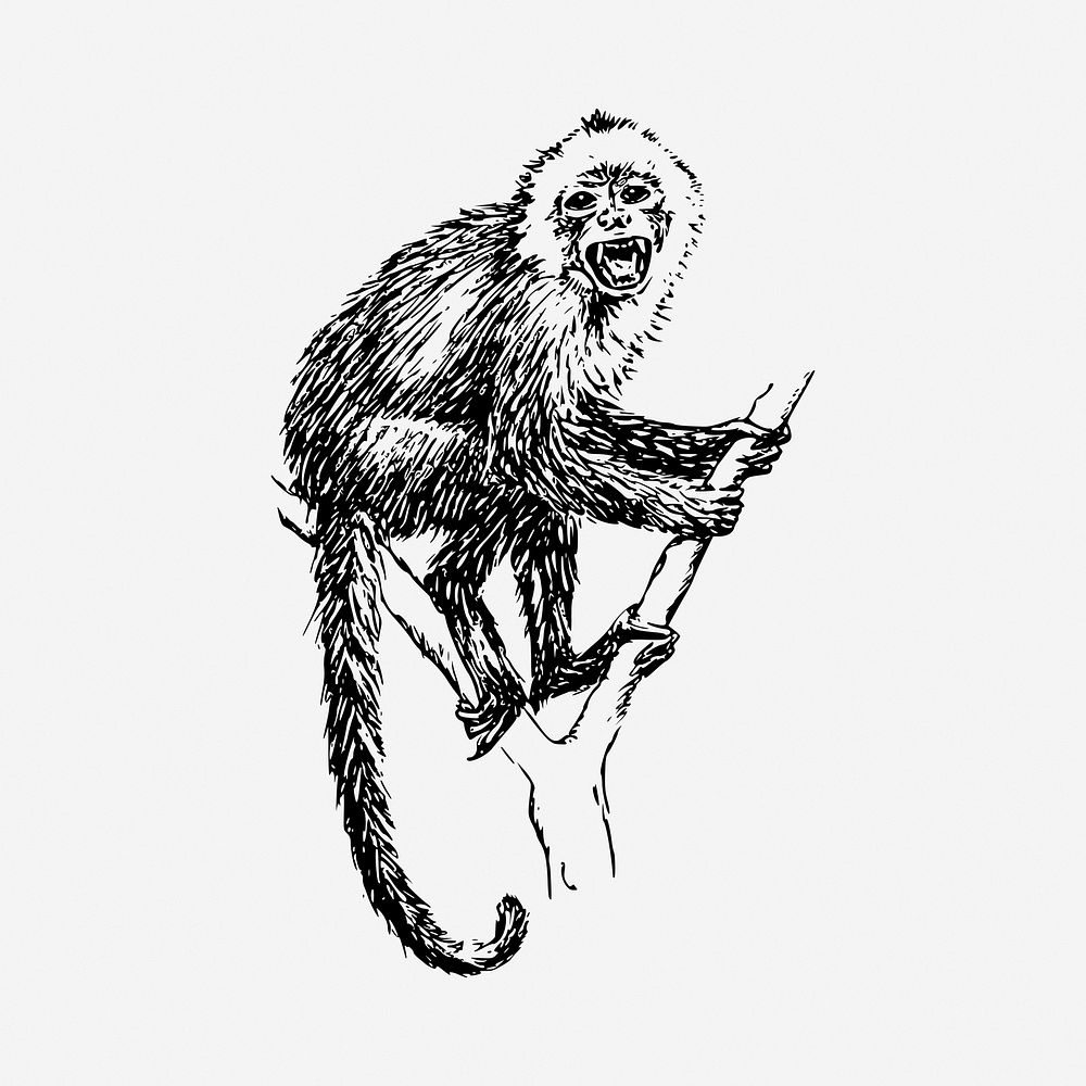 Capuchin monkey drawing, vintage illustration. Free public domain CC0 image.
