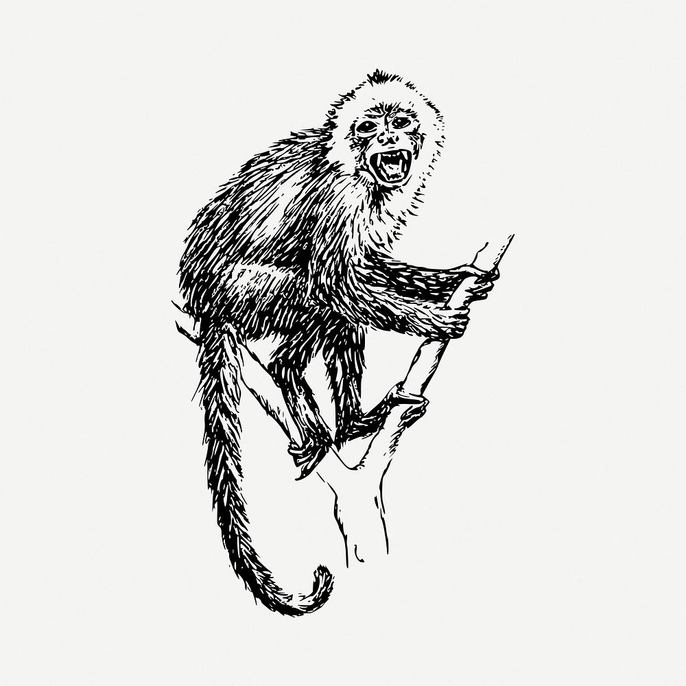 Capuchin monkey drawing, vintage illustration psd. Free public domain CC0 image.
