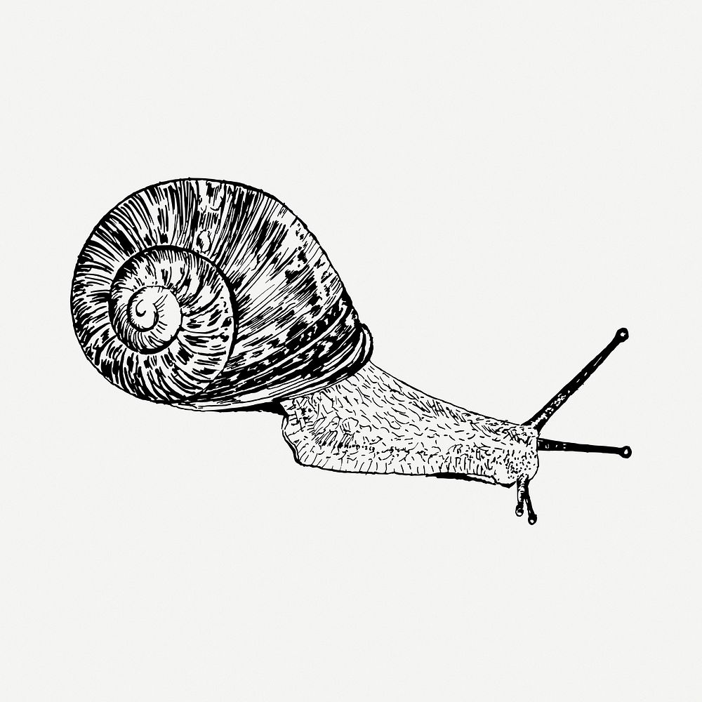 Snail drawing, vintage illustration psd. Free public domain CC0 image.