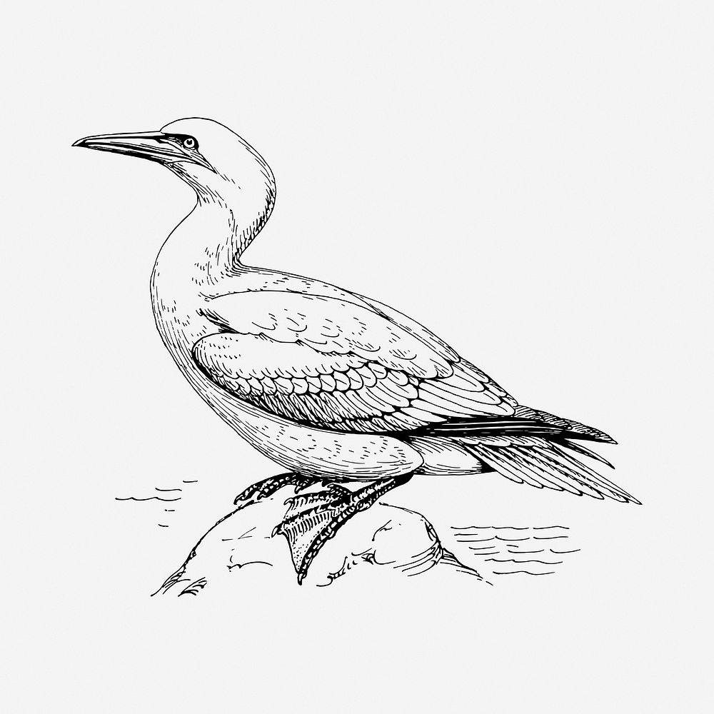 Gannet bird drawing, vintage illustration. Free public domain CC0 image.