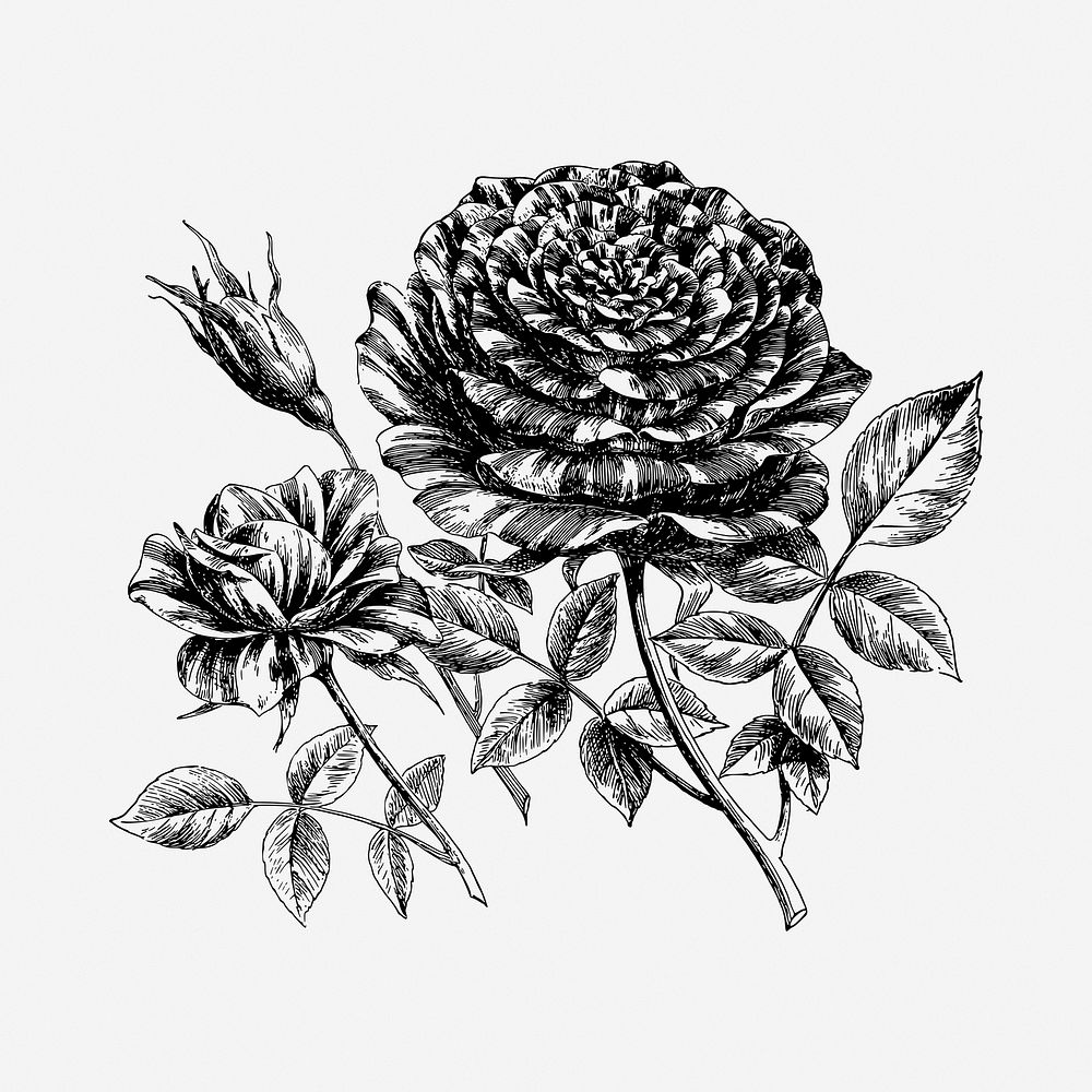 Rose flower drawing, vintage illustration. Free public domain CC0 image.