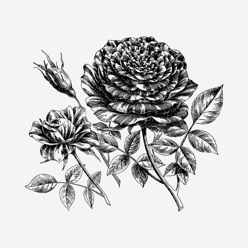 Rose flower drawing, vintage illustration psd. Free public domain CC0 image.