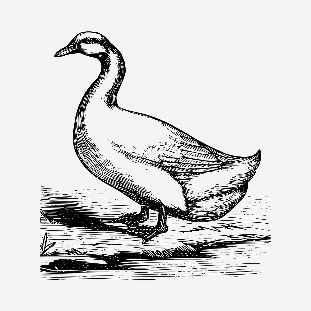 Duck drawing, vintage illustration. Free public domain CC0 image.
