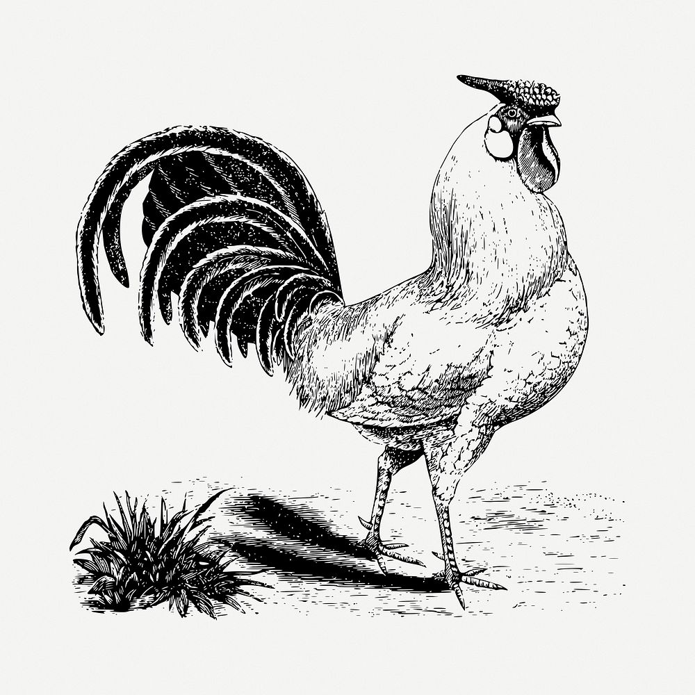  Rooster drawing, vintage illustration psd. Free public domain CC0 image.