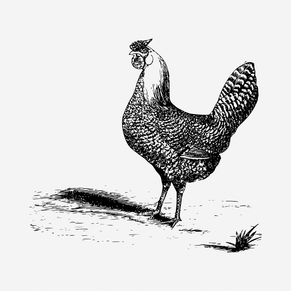 Chicken drawing, vintage illustration. Free public domain CC0 image.