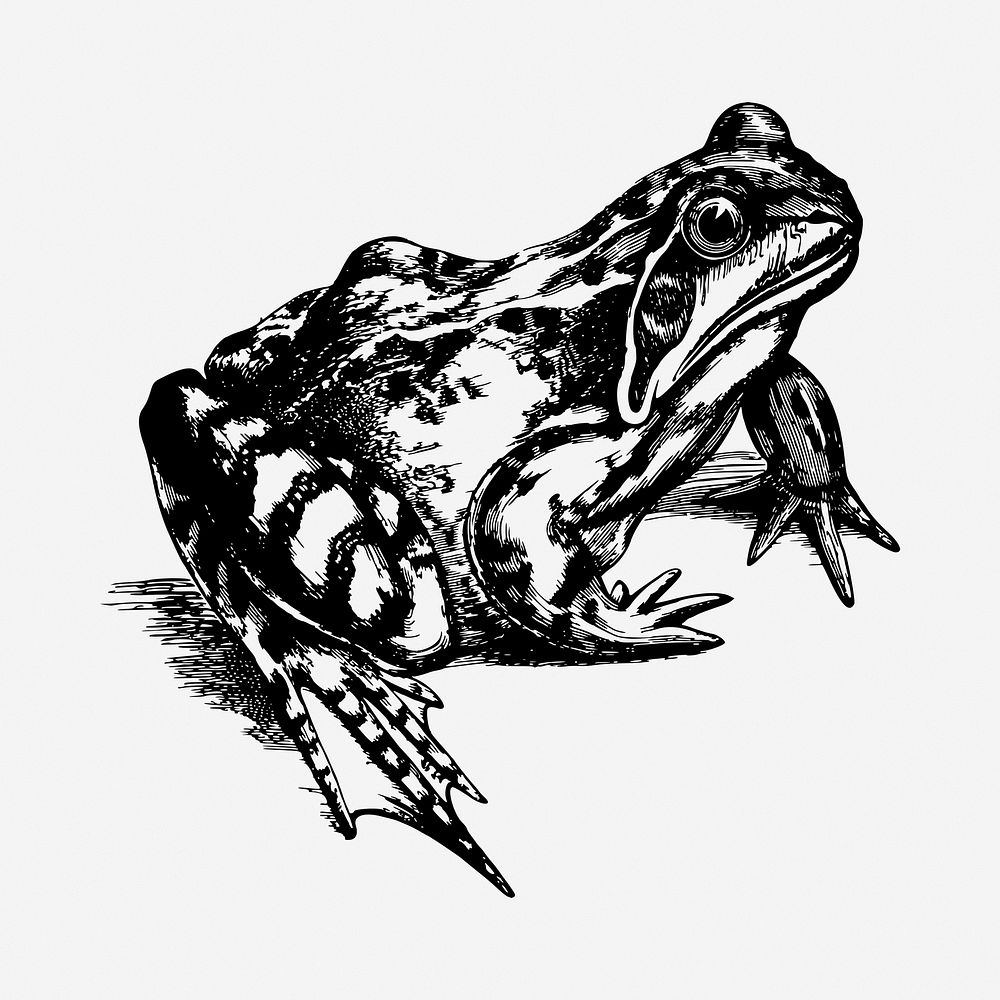 Toad drawing, vintage illustration. Free public domain CC0 image.