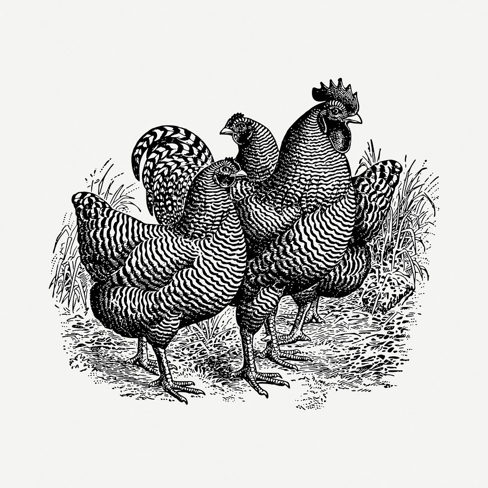 Chickens drawing, vintage illustration psd. Free public domain CC0 image.