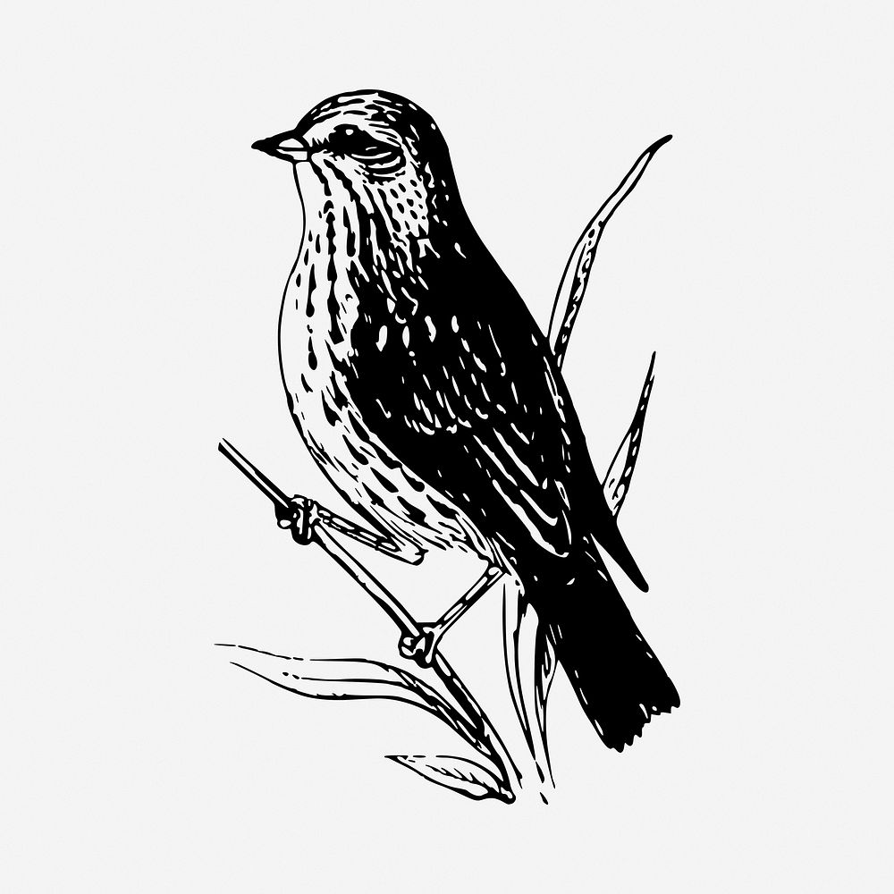 Sparrow bird drawing, vintage illustration. Free public domain CC0 image.