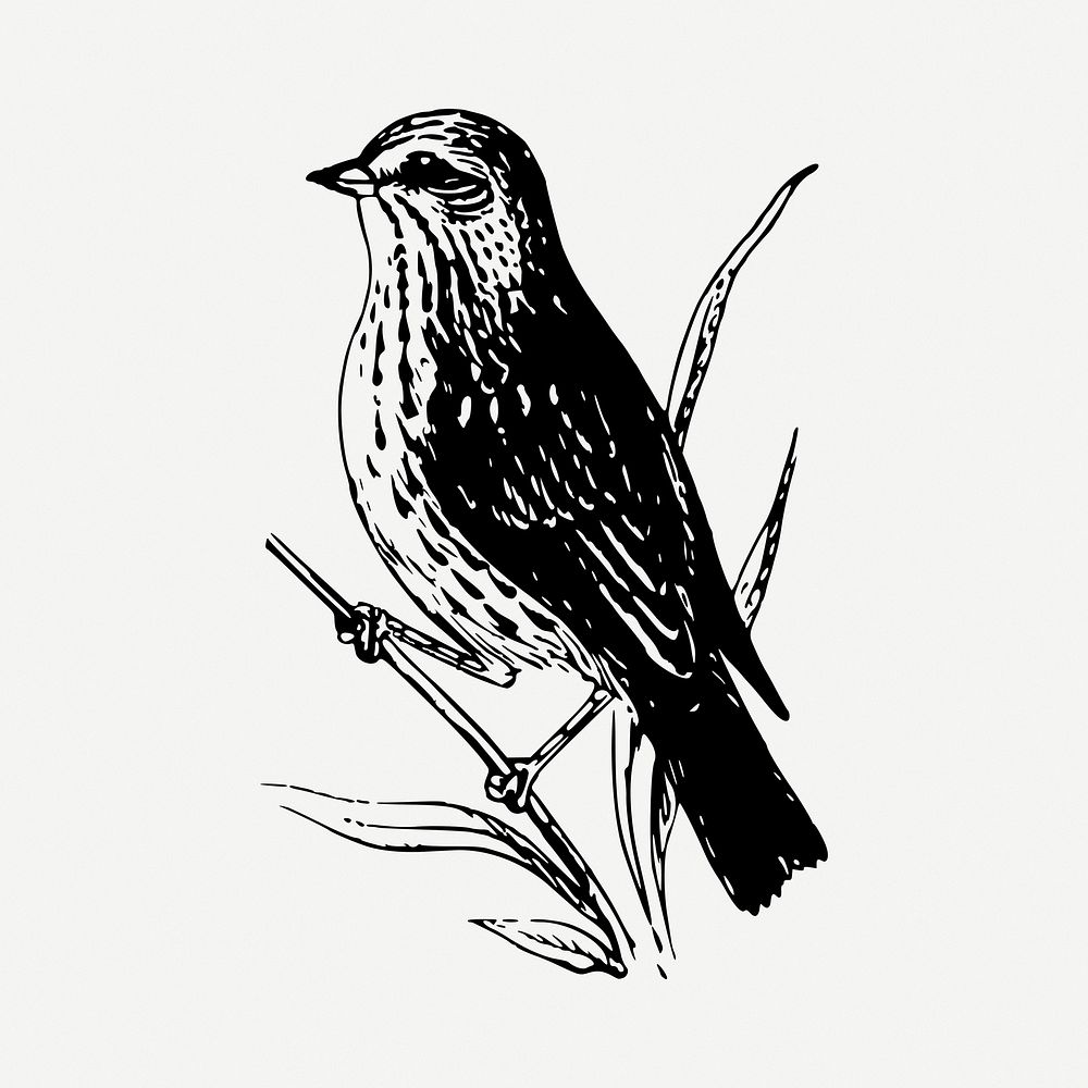 Sparrow bird drawing, vintage illustration psd. Free public domain CC0 image.