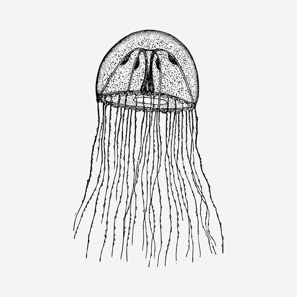 Jellyfish drawing, vintage illustration psd. Free public domain CC0 image.