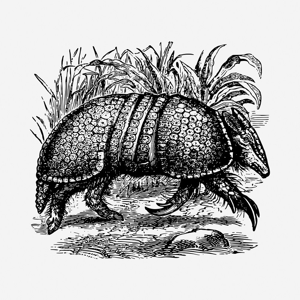 Armadillo drawing, vintage illustration. Free public domain CC0 image.