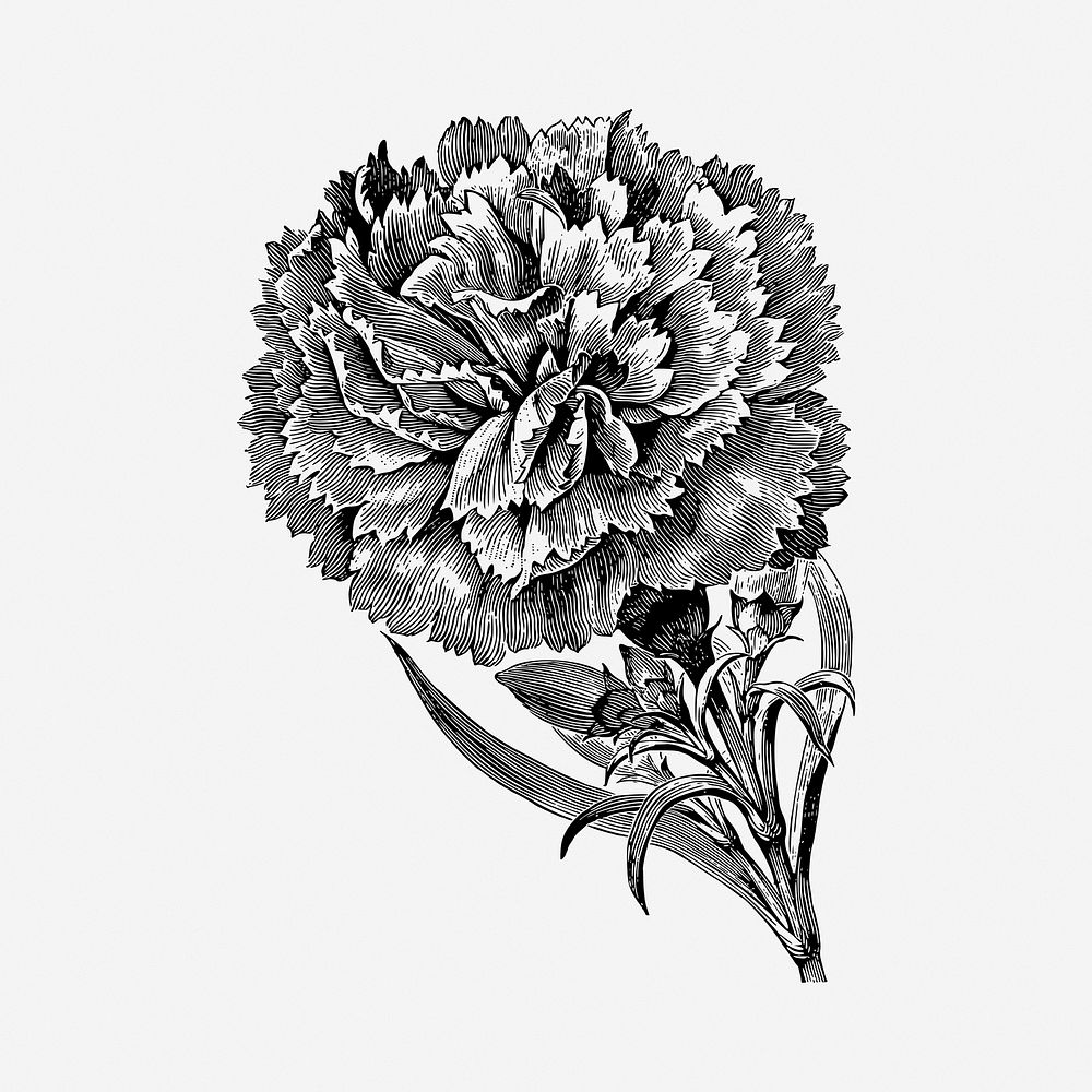 Carnation flower drawing, vintage illustration. Free public domain CC0 image.