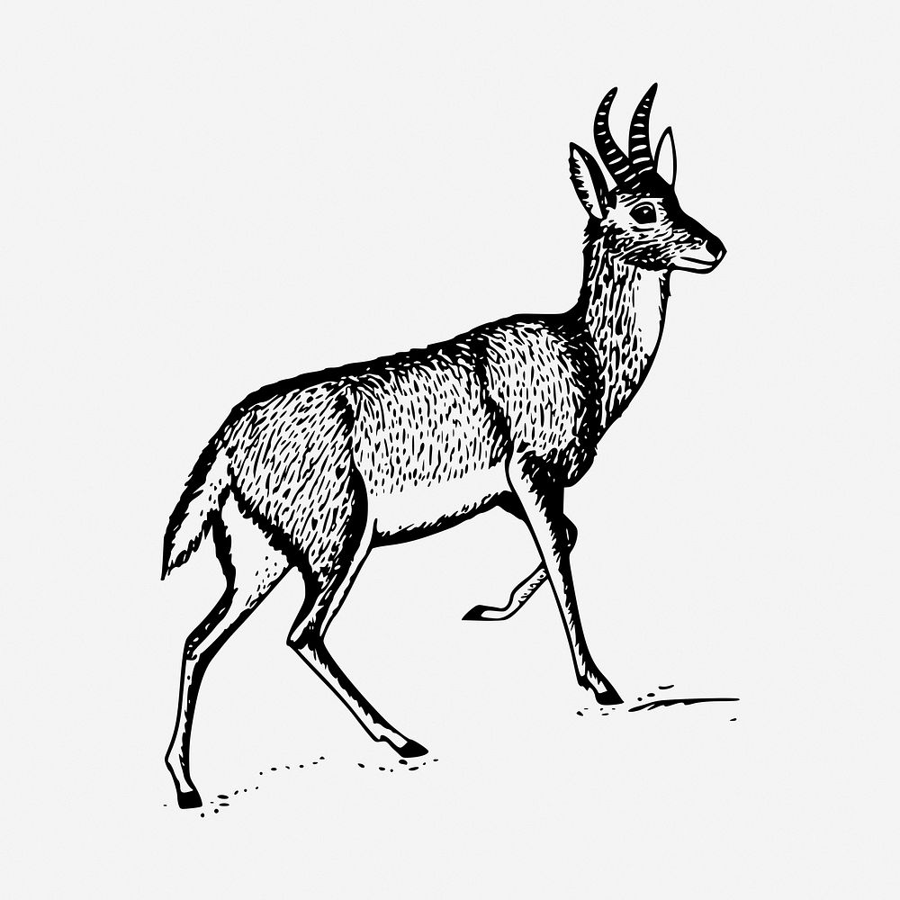 Antelope drawing, vintage illustration. Free public domain CC0 image.
