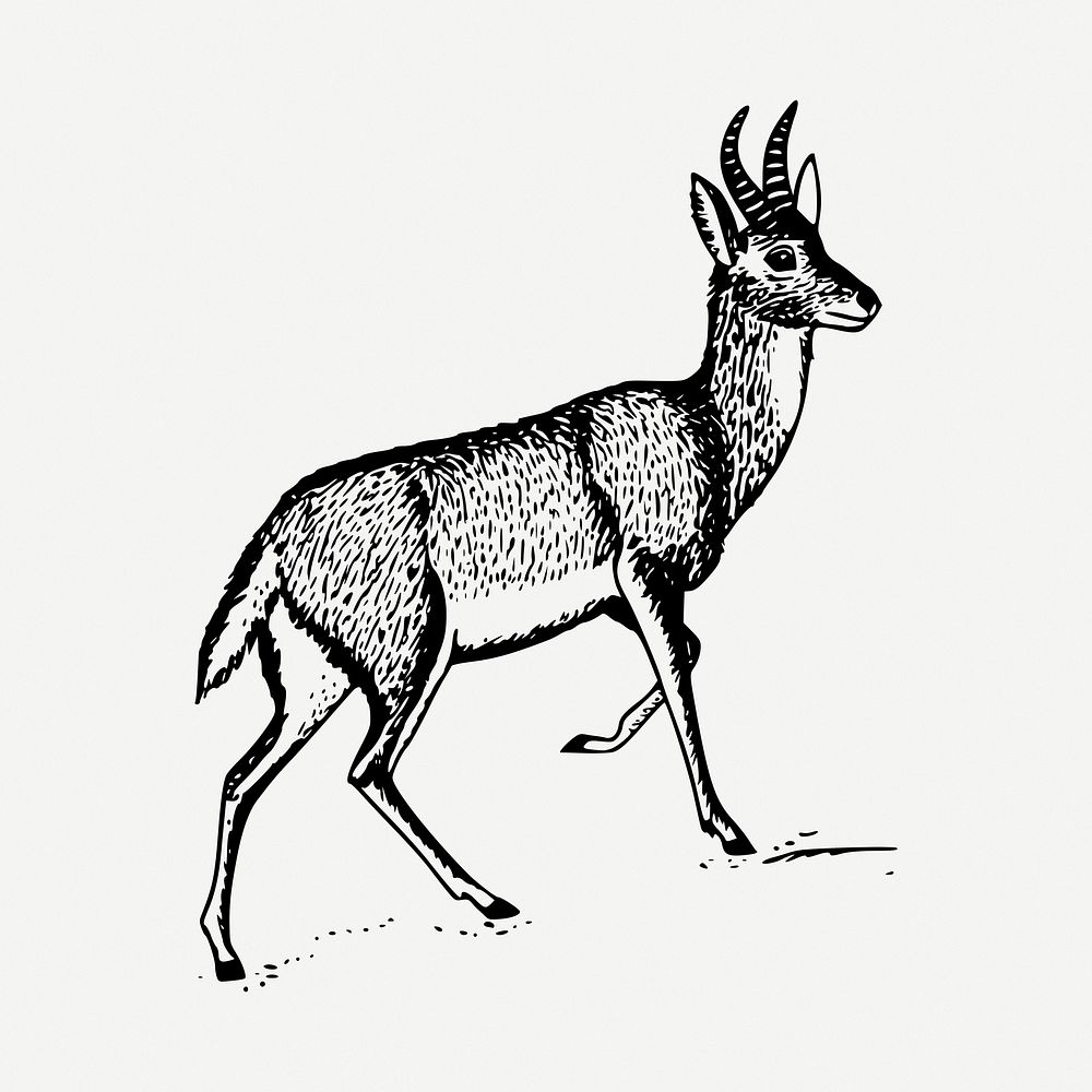 Antelope drawing, vintage illustration psd. Free public domain CC0 image.