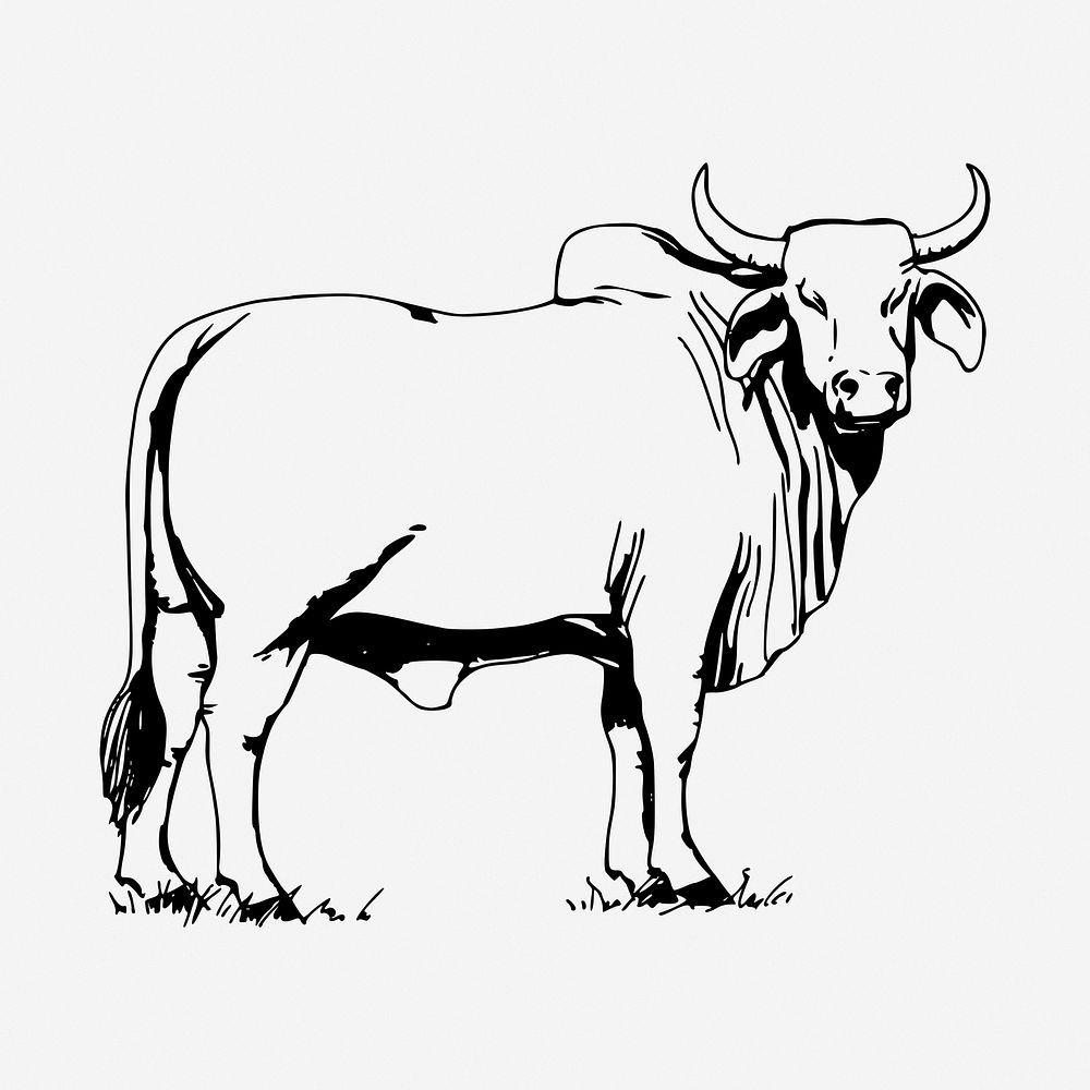 Bull drawing, vintage illustration. Free public domain CC0 image.