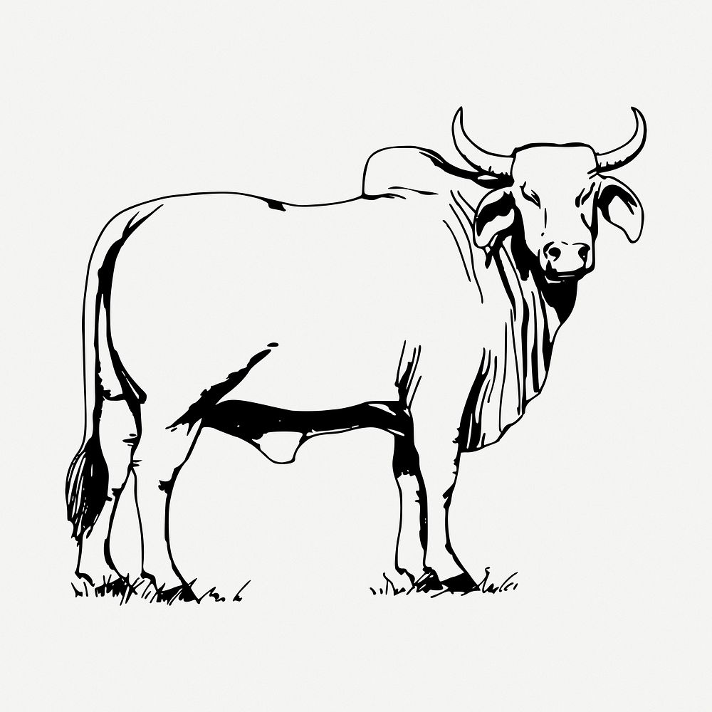 Bull drawing, vintage illustration psd. Free public domain CC0 image.
