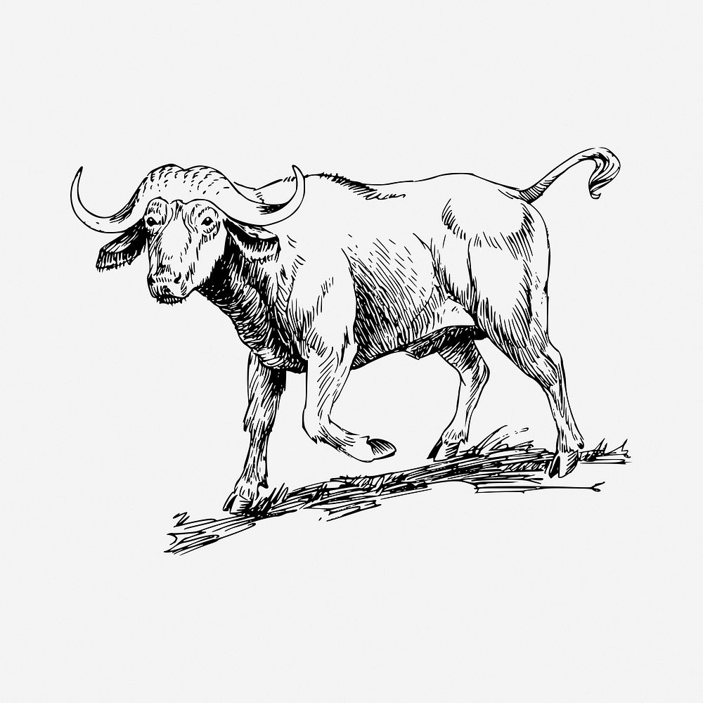 Buffalo drawing, vintage illustration. Free public domain CC0 image.