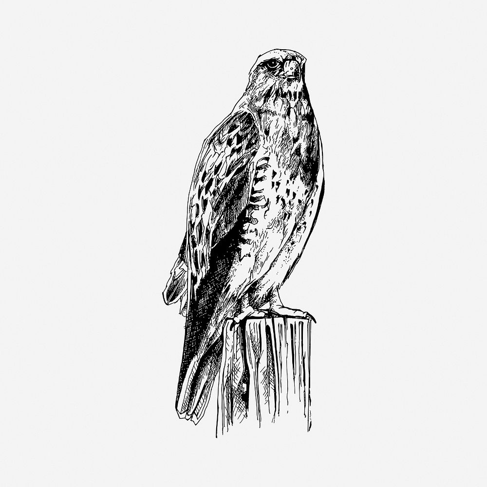 Buzzard bird drawing, vintage illustration. Free public domain CC0 image.