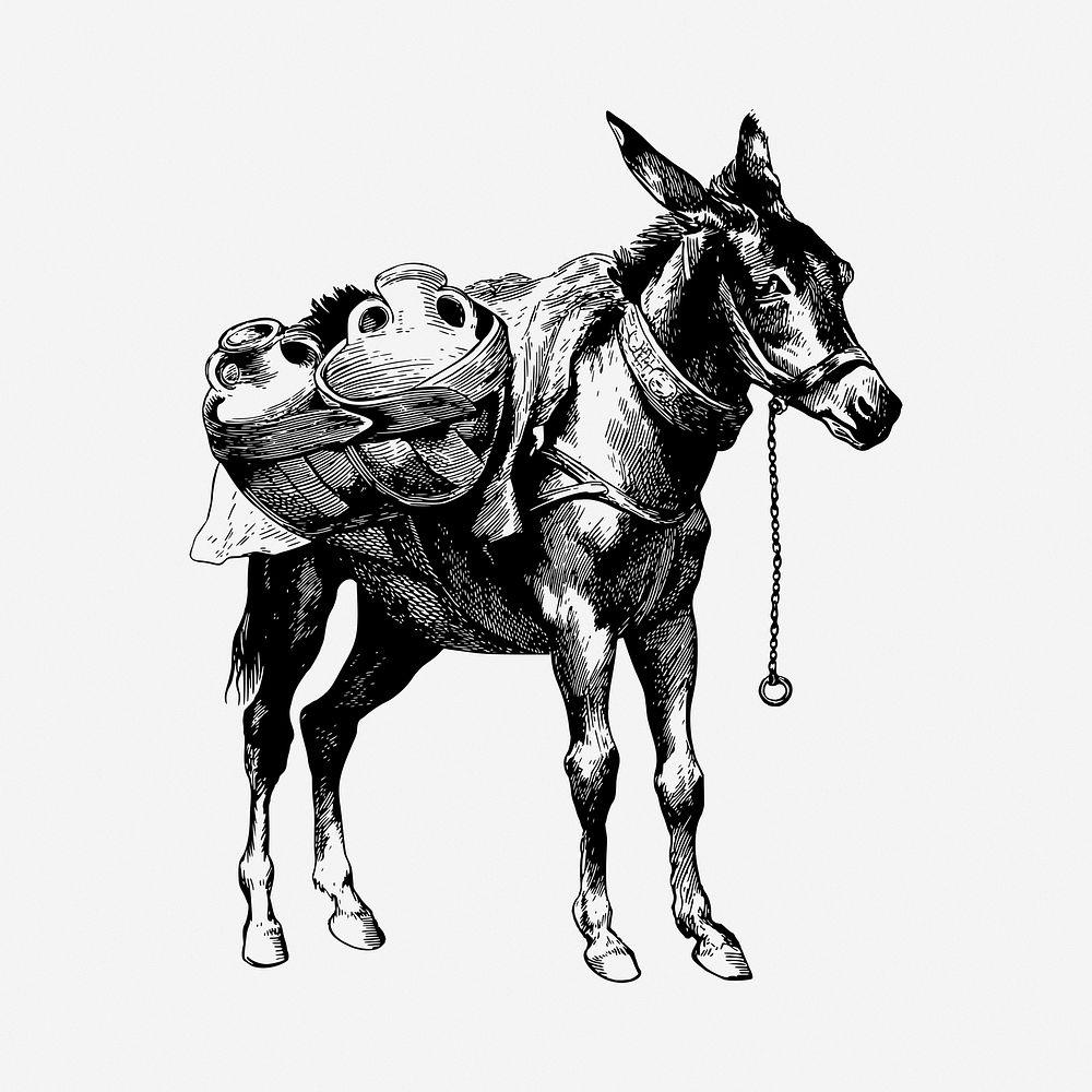 Mule drawing, vintage illustration. Free public domain CC0 image.