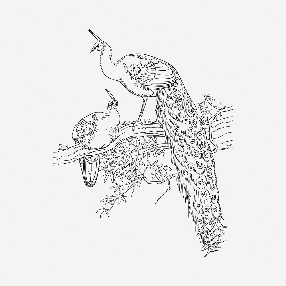 Peacock drawing, vintage illustration. Free public domain CC0 image.