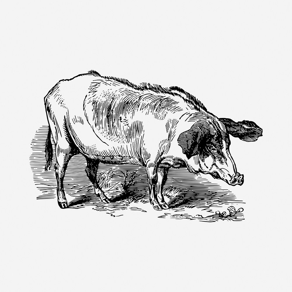 Pig drawing, vintage illustration. Free public domain CC0 image.