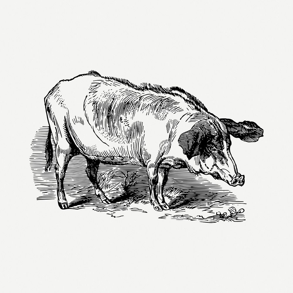 Pig drawing, vintage illustration psd. Free public domain CC0 image.